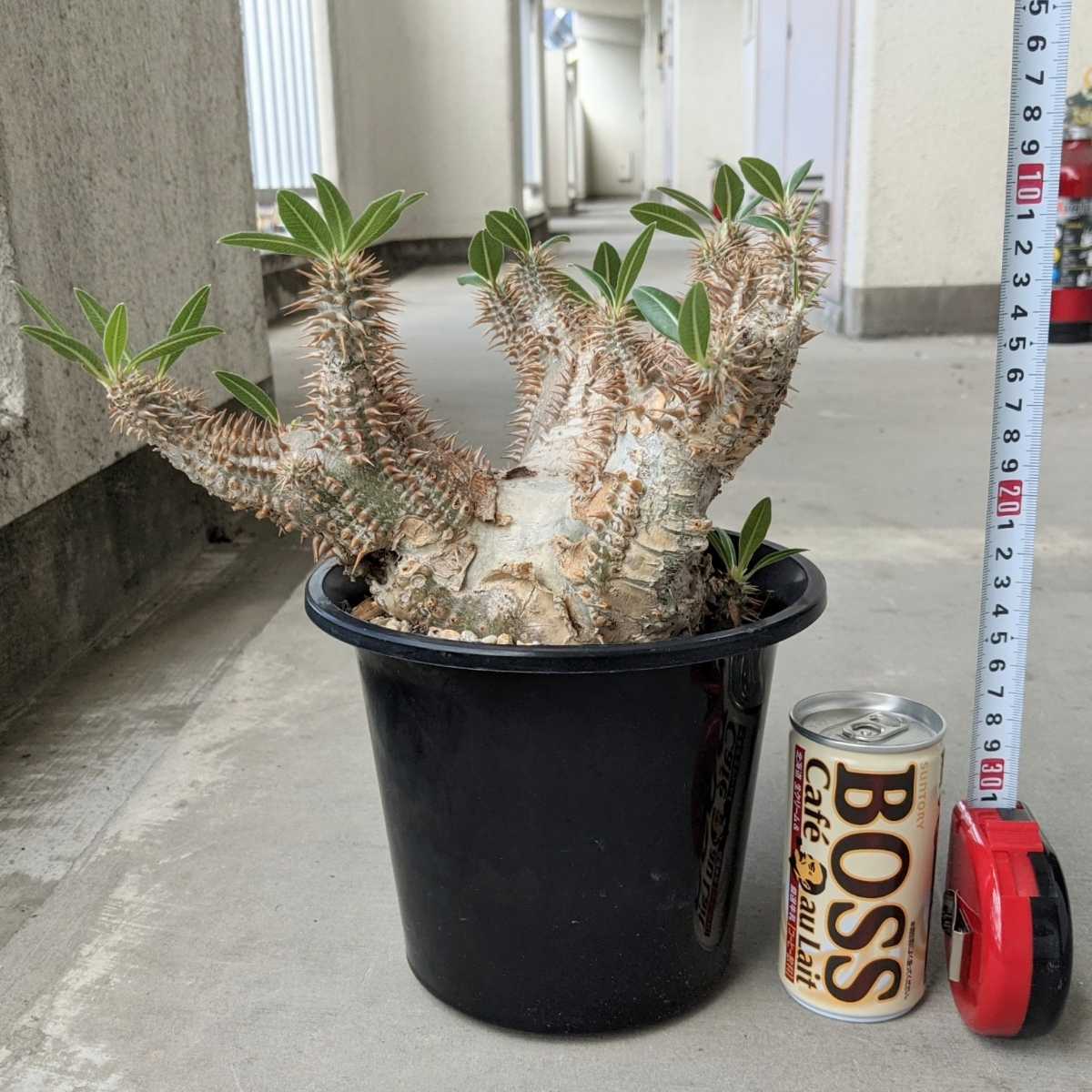 現地球・発根済】パキポディウム・ホロンベンセPachypodium 現地球・発根済】パキポディウム・ホロンベンセPachypodium