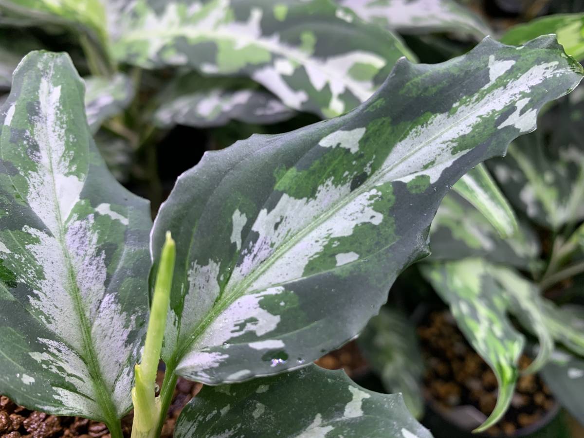 AZ便アグラオネマピクタム ファントム Aglaonema pictum Phantom WS