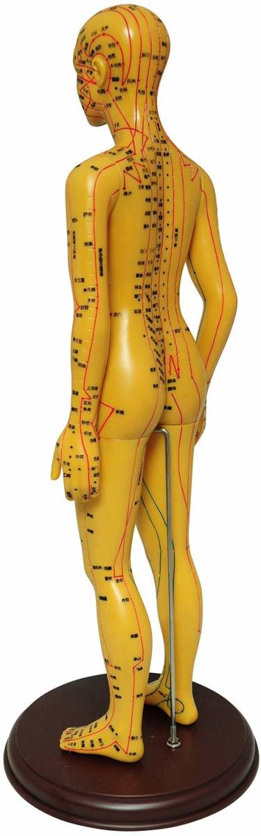 人体模型 ツボ 針灸 鍼灸経穴模型 経絡 モデル 整体 マッサージ 学習用 52.5cm 女性 ハード タイプの画像4