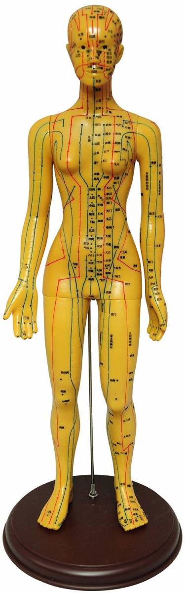 人体模型 ツボ 針灸 鍼灸経穴模型 経絡 モデル 整体 マッサージ 学習用 52.5cm 女性 ハード タイプの画像1