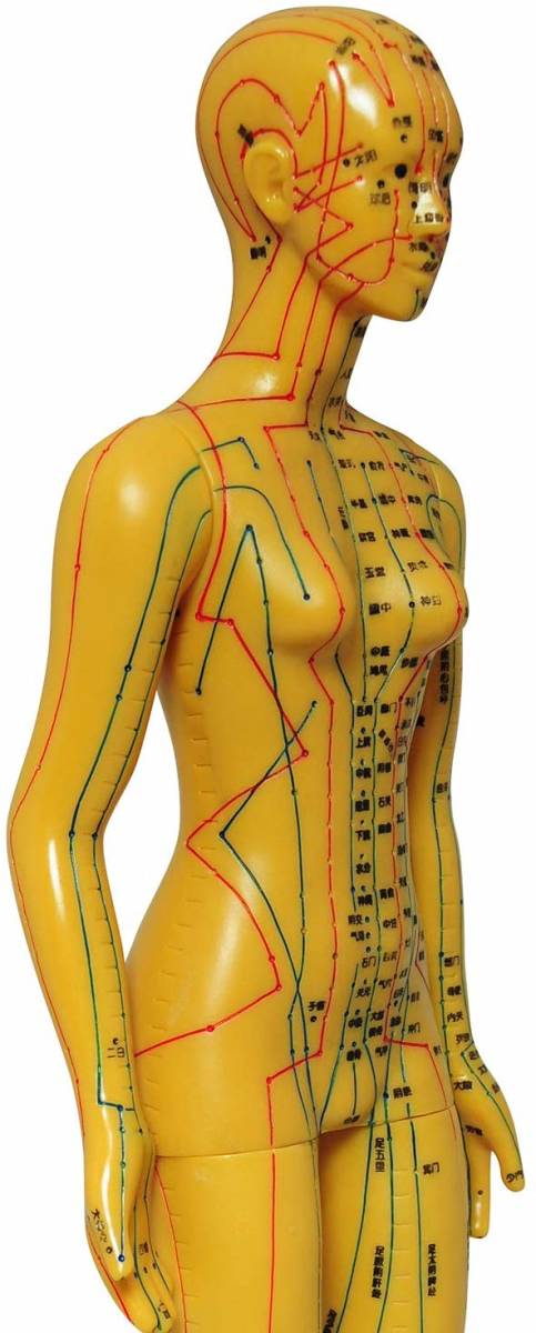 人体模型 ツボ 針灸 鍼灸経穴模型 経絡 モデル 整体 マッサージ 学習用 52.5cm 女性 ハード タイプの画像6