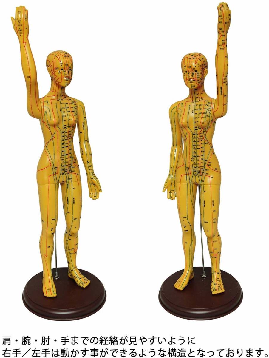 人体模型 ツボ 針灸 鍼灸経穴模型 経絡 モデル 整体 マッサージ 学習用 52.5cm 女性 ハード タイプの画像5