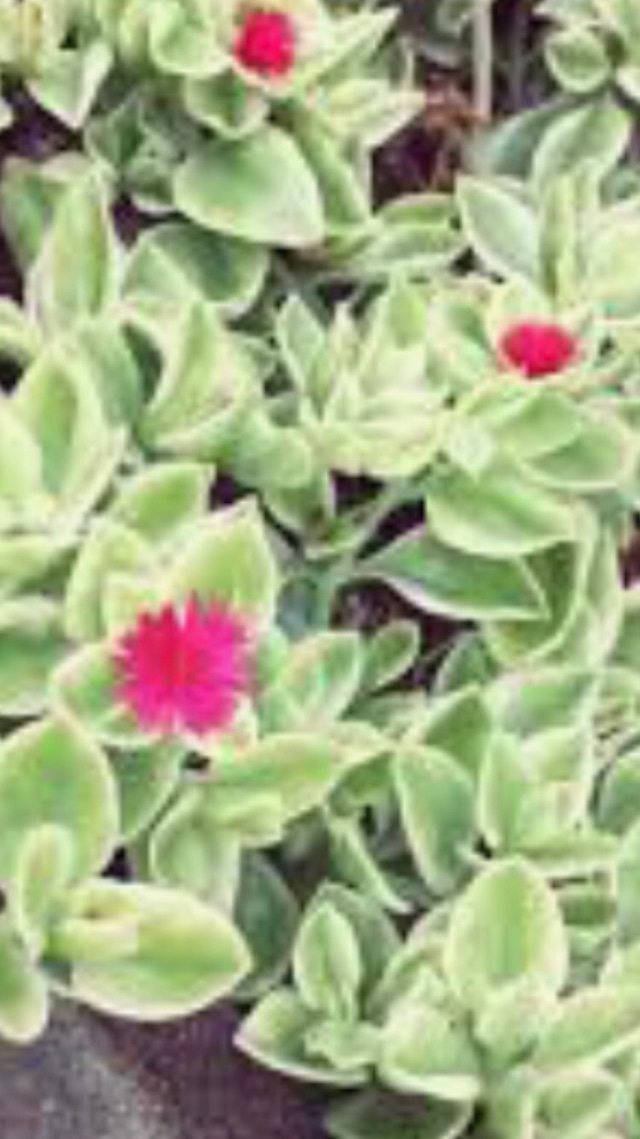 多肉植物 アプテニア属　ベビーサンローズ斑入り　白覆輪花蔓草　カット苗　10個　ピンクのお花も♪_画像3