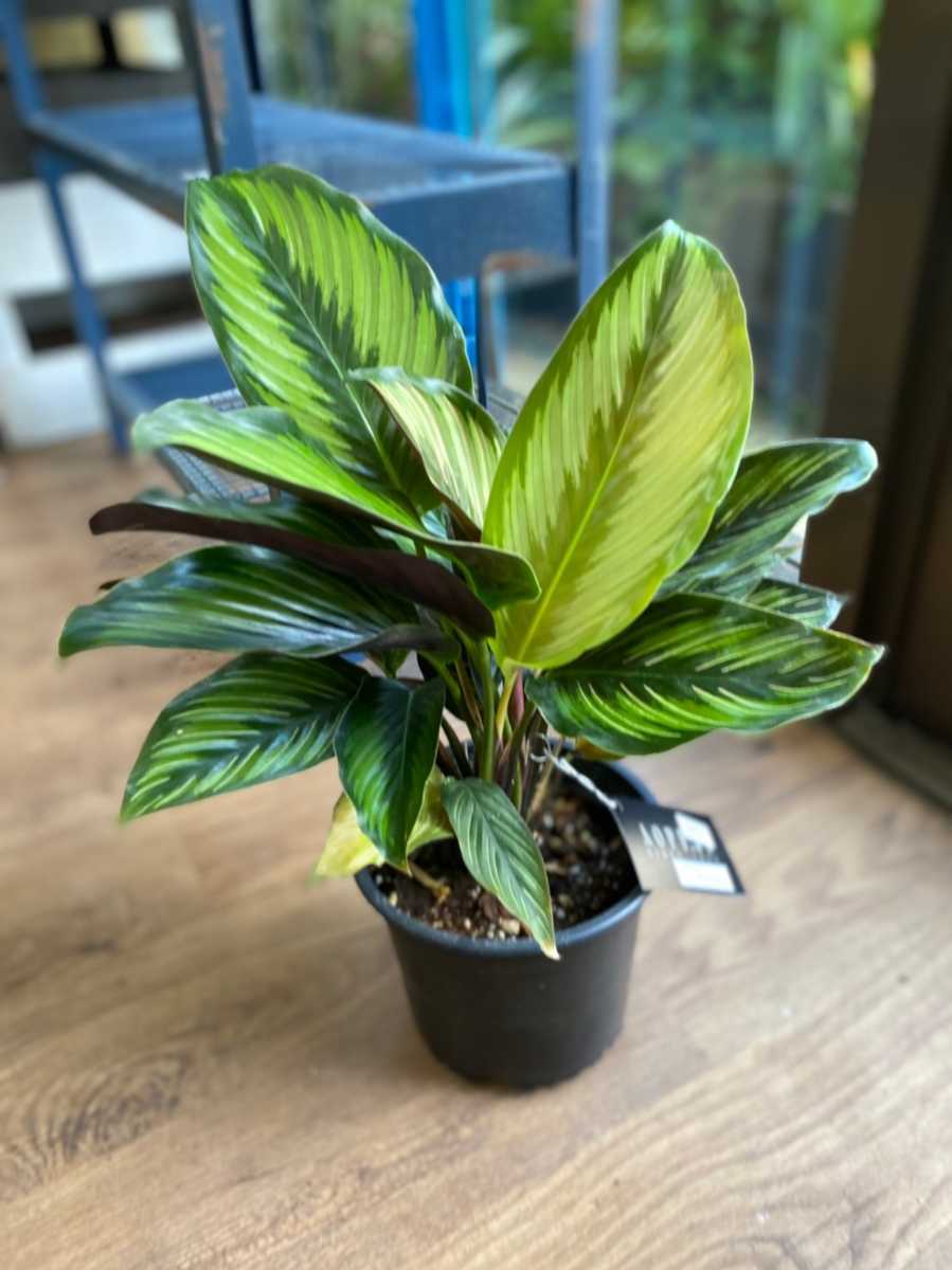 ヤフオク! - 【観葉植物】カラテア ビューティースター 5号 701