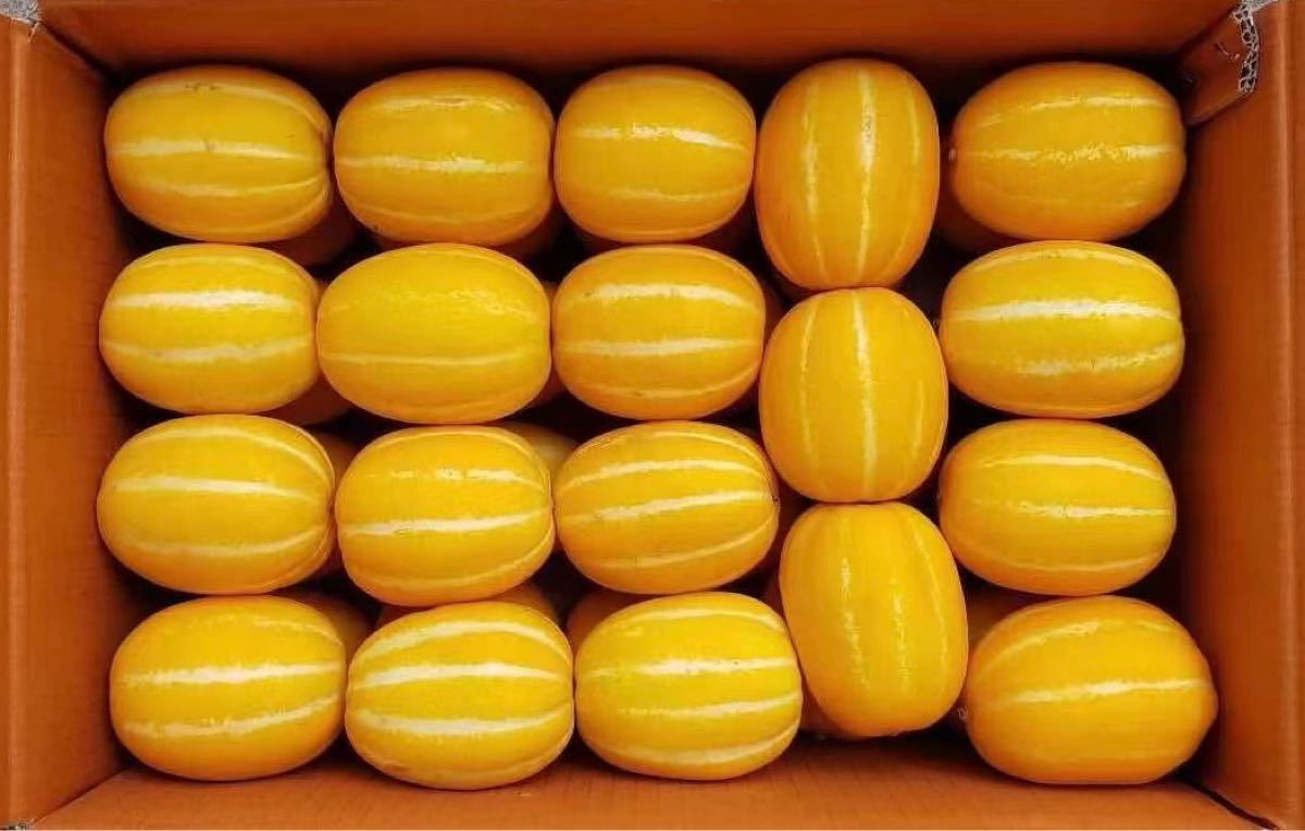 韓国チャメ10kg www.odcplus.com