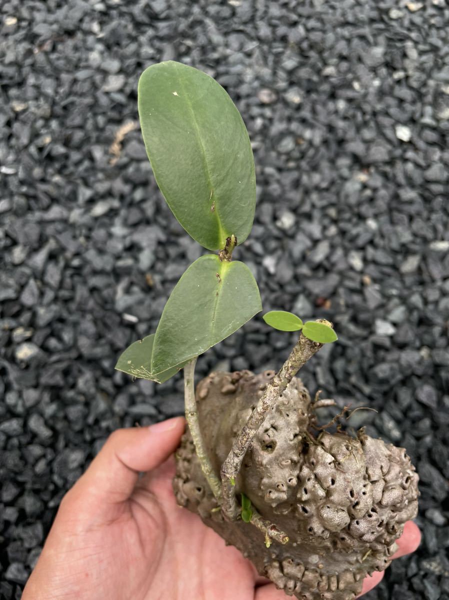 アリ植物 Hydnophytum sp. Aimas, Sorong, West Papua 発根養生済み