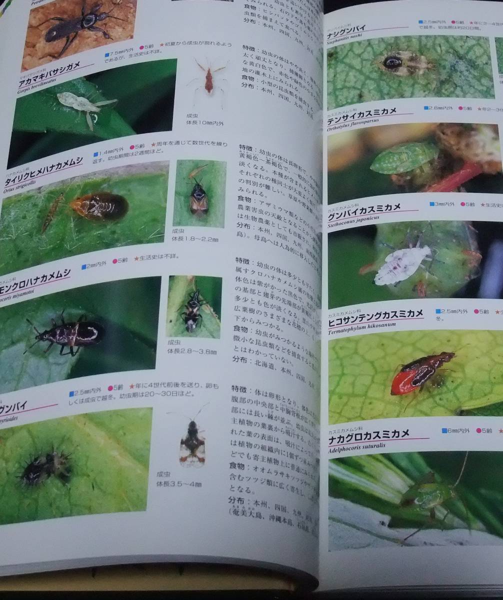 [ Япония производство личинка иллюстрированная книга ] INSECT LARVAE JAPAN