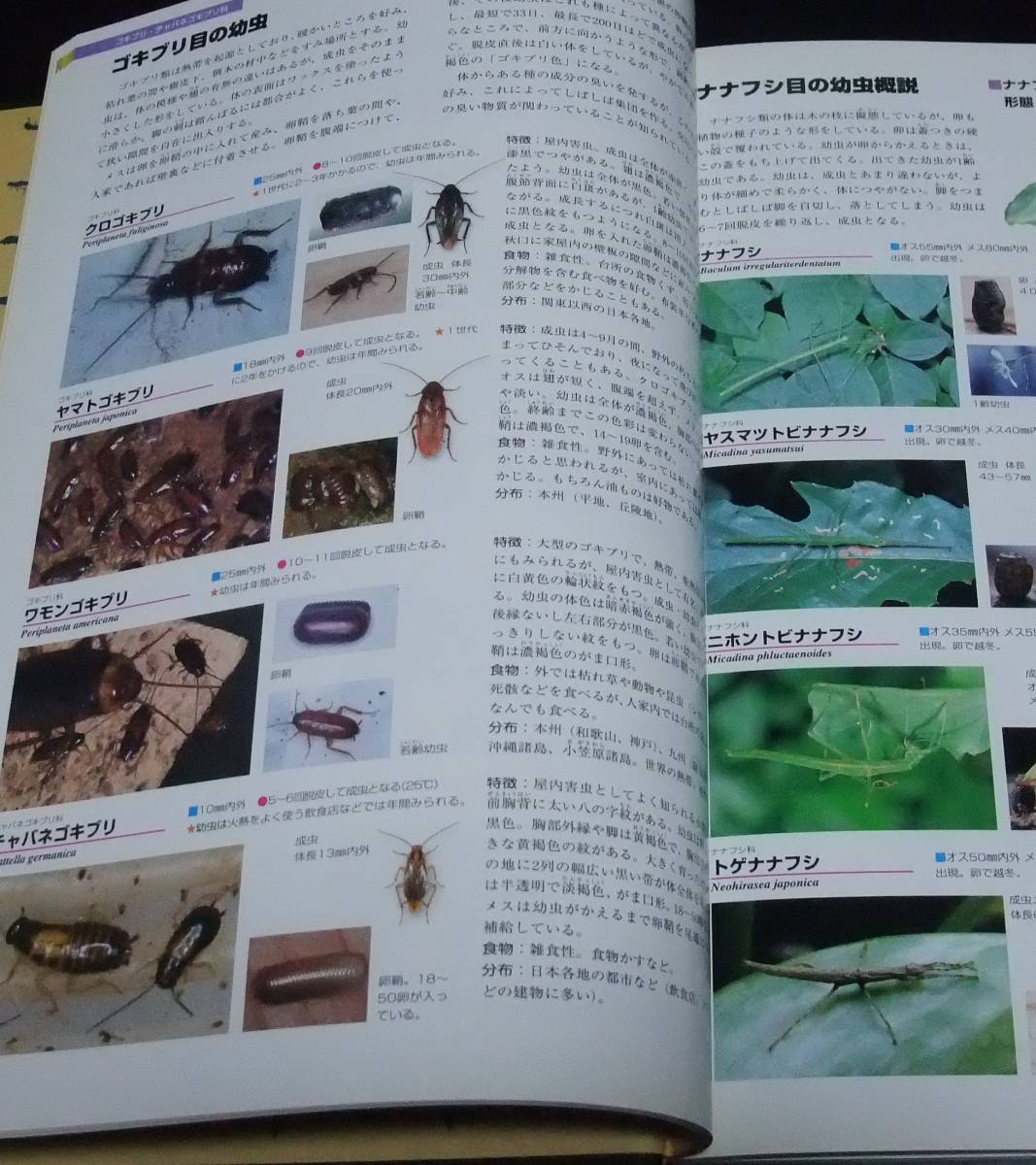 [ Япония производство личинка иллюстрированная книга ] INSECT LARVAE JAPAN