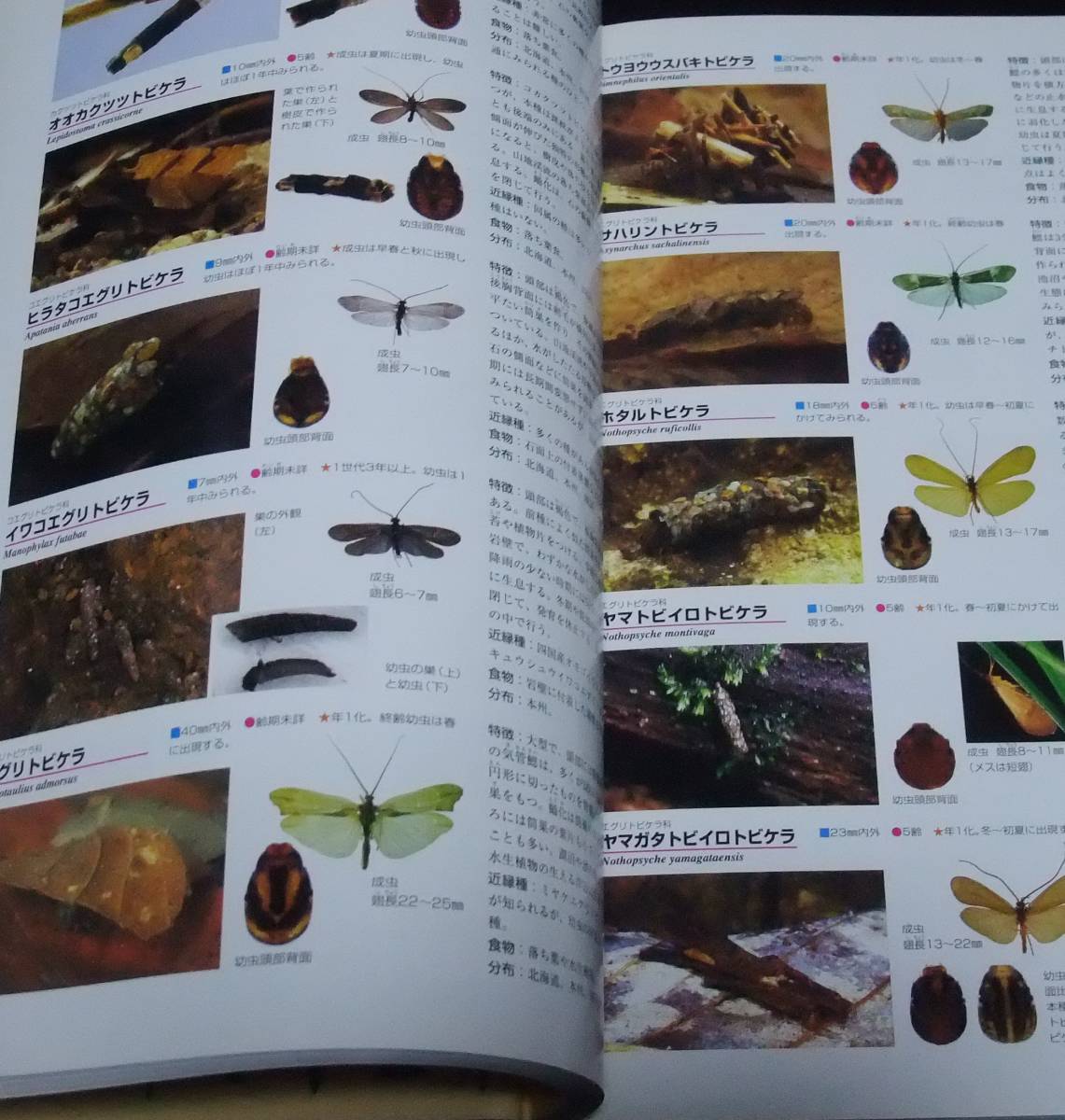 [ Япония производство личинка иллюстрированная книга ] INSECT LARVAE JAPAN