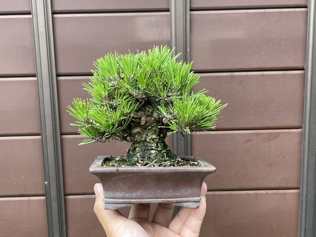 かわいい~!」 柴勝 盆栽鉢 www.anavara.com 安心交換付き 柴勝 盆栽鉢 陶芸