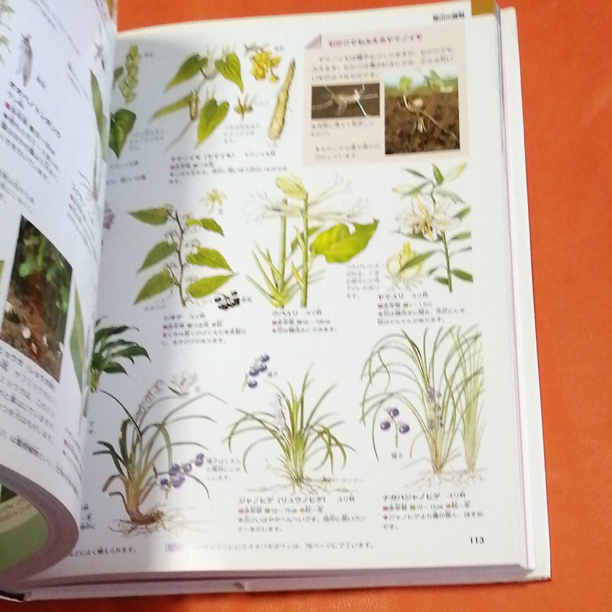 増補改訂版・植物 (ニューワイド学研の図鑑2)