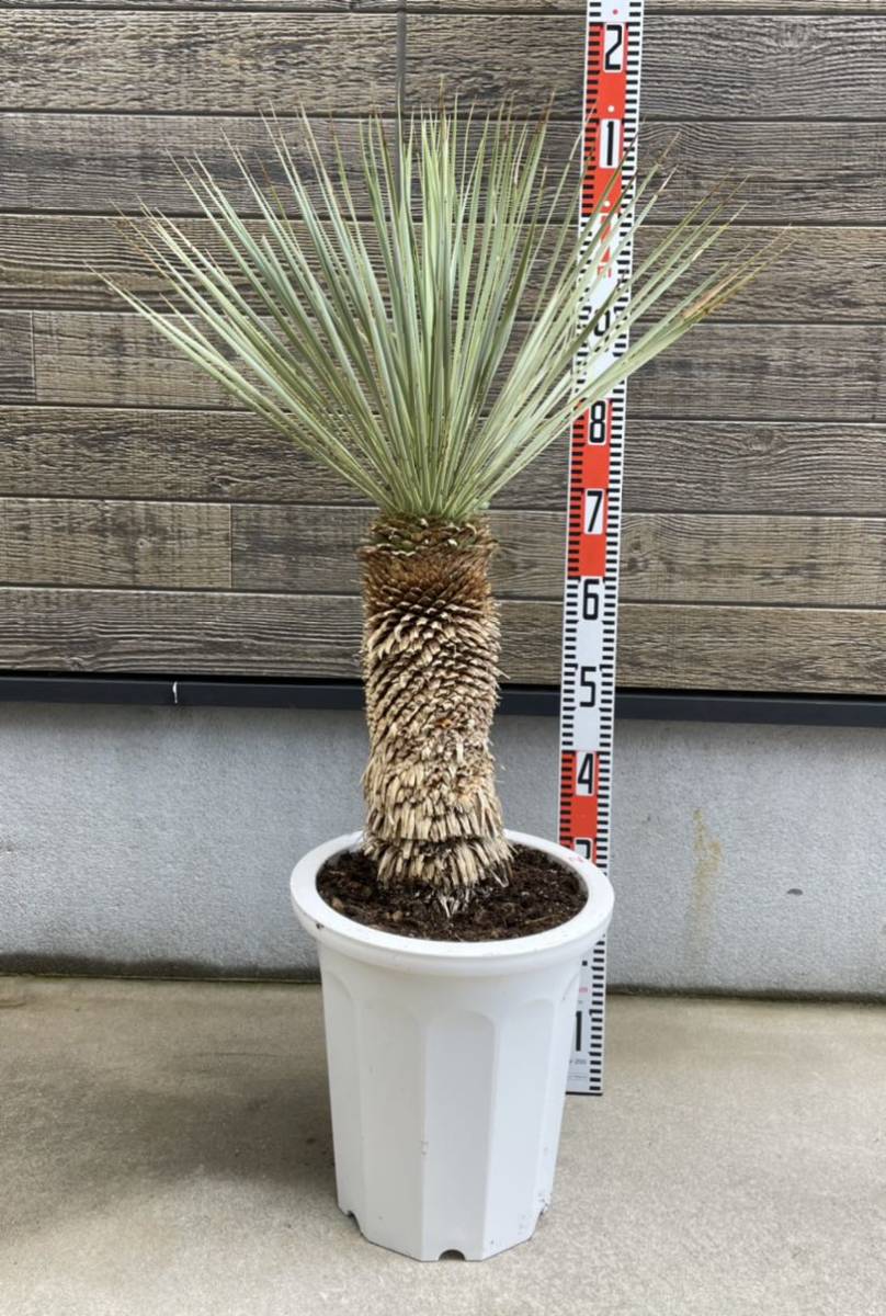 驚きの安さ ロストラータ ユッカ 発根済 yucca #50 rostrata 植物/観葉 