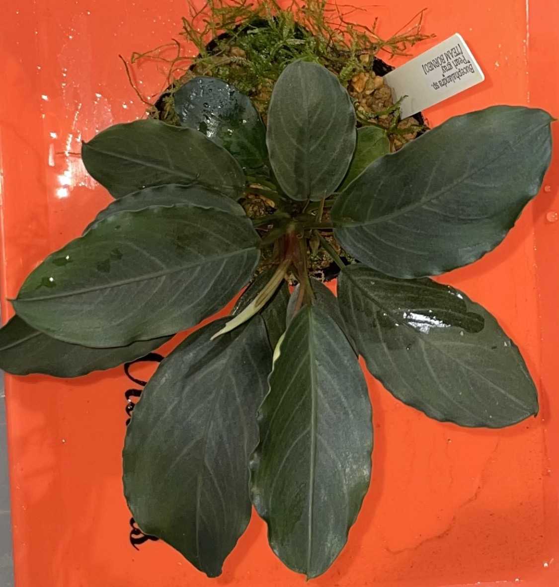 Bucephalandra sp.Pearl gray【TB】ブセファランドラ sp.パールグレイ