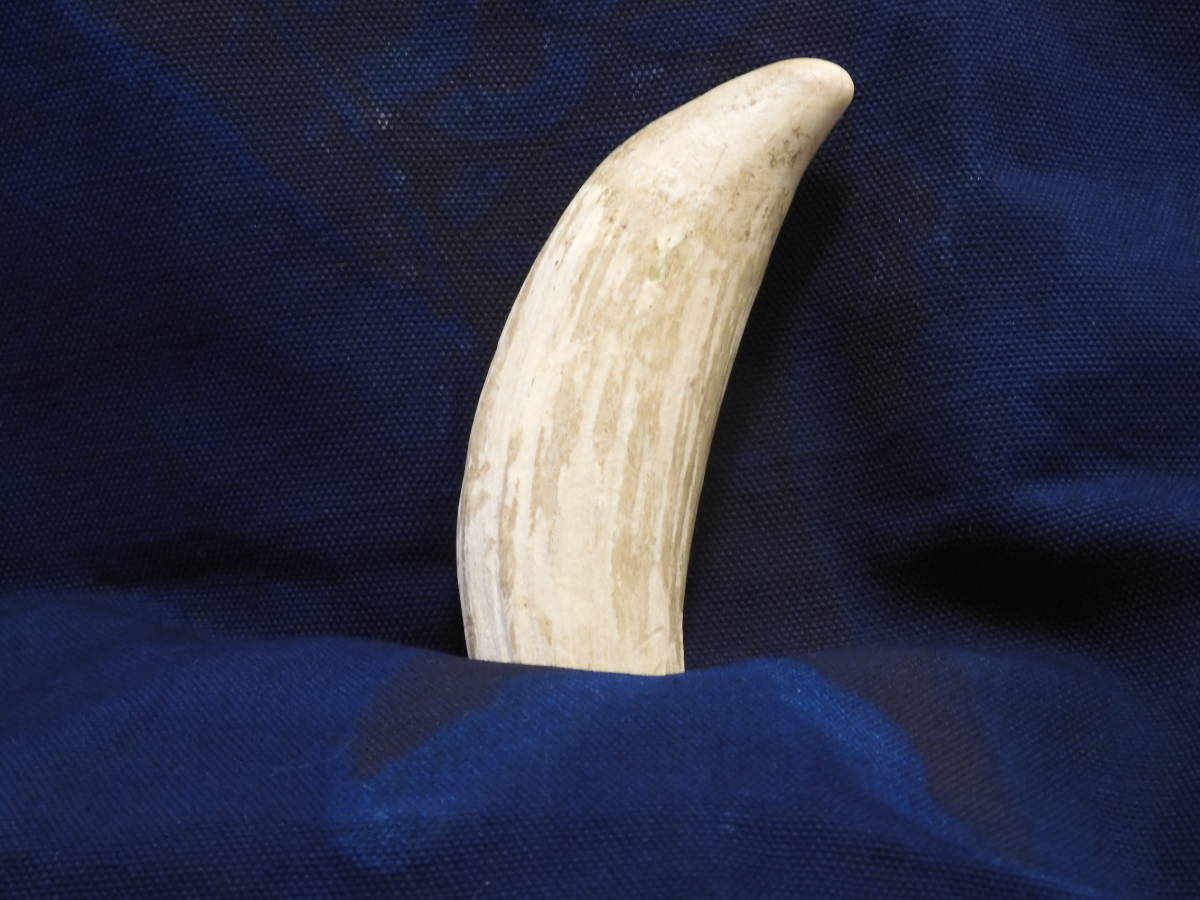 マッコウクジラ 鯨歯 牙 重さ：286g 抹香鯨歯 根付 印材 彫刻材料