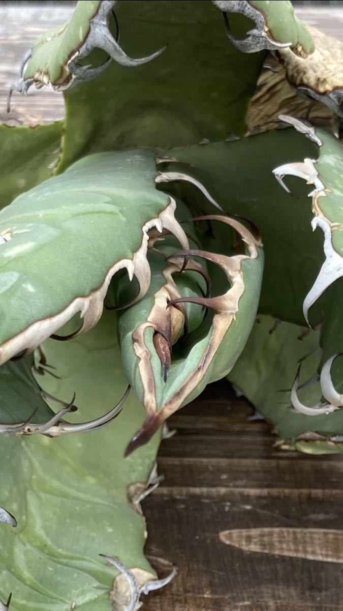 アガベ☆チタノタオアハカ産agave titanota☆オテロイ☆Oaxaca☆ アガベ☆チタノタオアハカ産agave titanota☆オテロイ☆Oaxaca☆