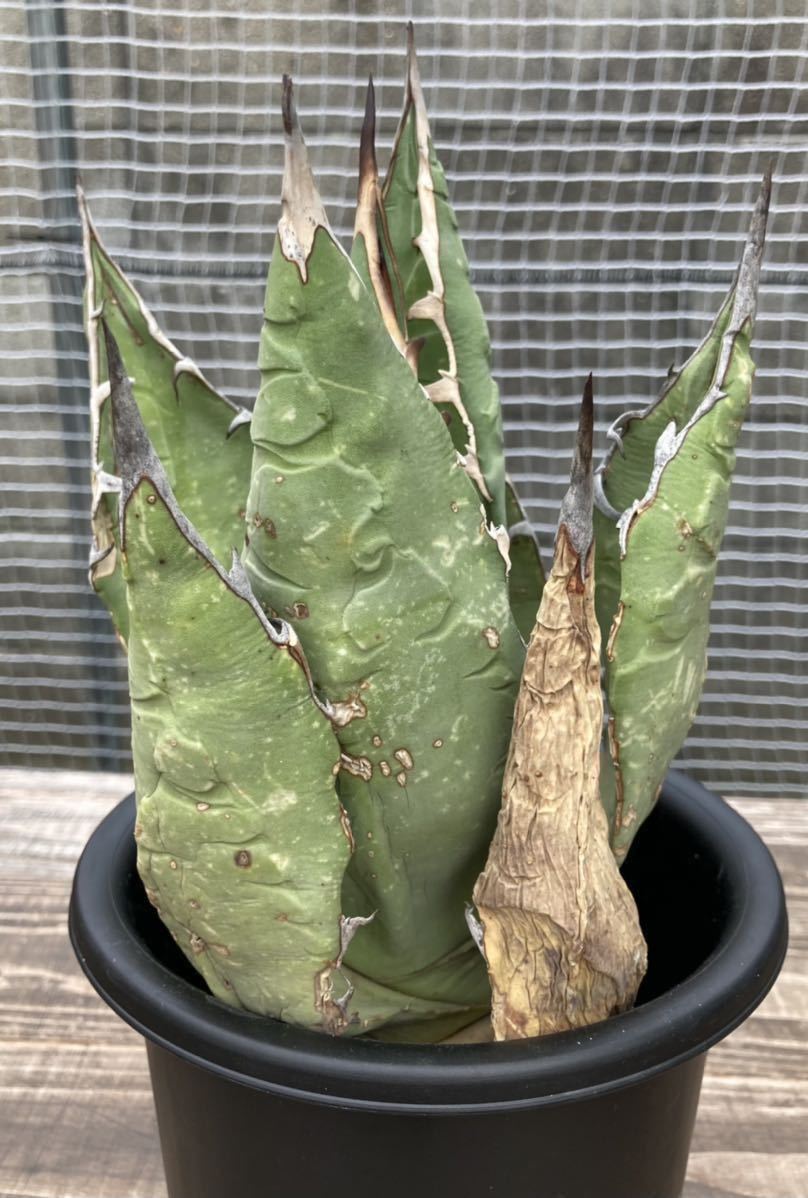 アガベ☆チタノタオアハカ産agave titanota☆オテロイ☆Oaxaca☆ アガベ☆チタノタオアハカ産agave titanota☆オテロイ☆Oaxaca☆