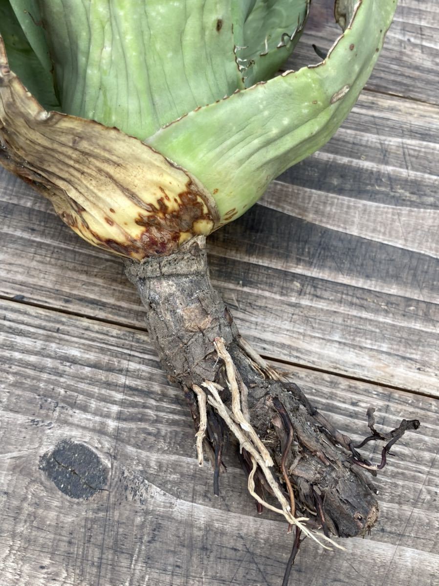 アガベ☆チタノタオアハカ産agave titanota☆オテロイ☆Oaxaca☆ アガベ☆チタノタオアハカ産agave titanota☆オテロイ☆Oaxaca☆