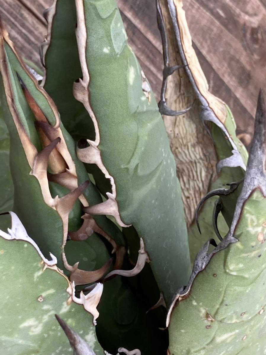 アガベ☆チタノタオアハカ産agave titanota☆オテロイ☆Oaxaca☆ アガベ☆チタノタオアハカ産agave titanota☆オテロイ☆Oaxaca☆