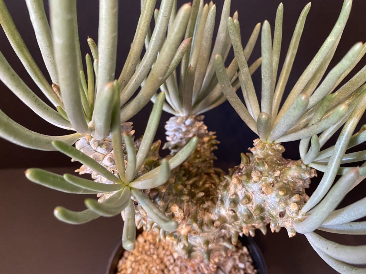 チレコドン ワリチー(Tylecodon wallichii)
