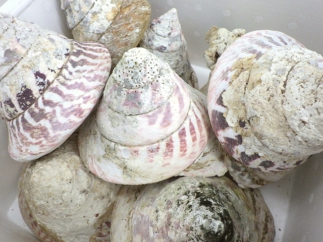 お得本物保証】 沖縄の貝 大型550g サラサバテイ 貝殻 タカセ貝 希少