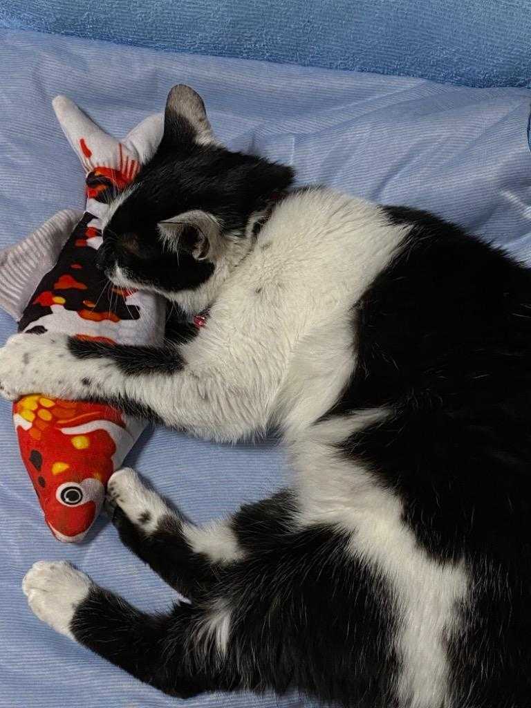 猫おもちゃ ぬいぐるみ 猫のおもちゃ 噛むおもちゃ 犬 ペット用品 遊び道具 赤いサカナ
