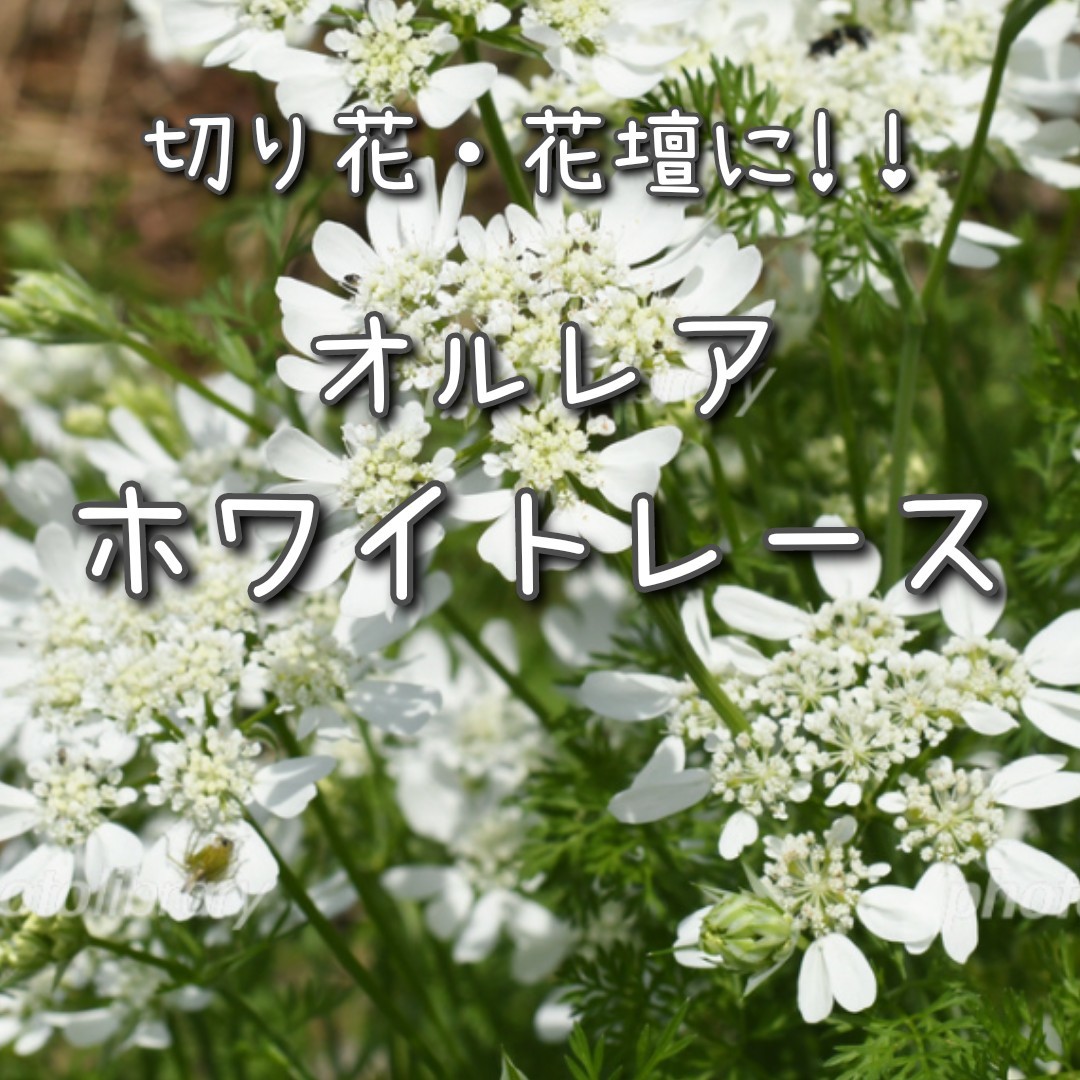 印象のデザイン 秋 春蒔き オルレア ホワイトレース グランディフローラ 種⋆30粒