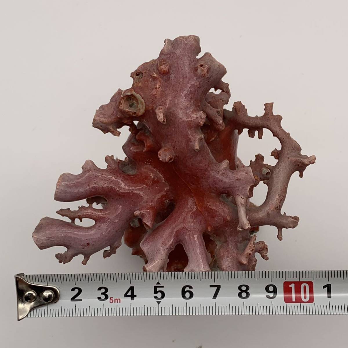 本物 高知県産 珊瑚 サンゴ 原木 血赤珊瑚 383g 白珊瑚 ピンク珊瑚 