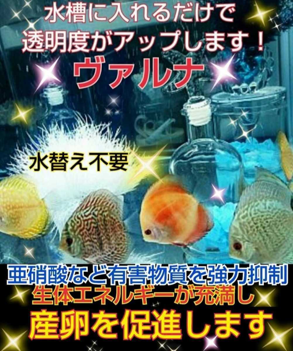 ディスカスの飼育者絶賛！水槽の水が綺麗になります【ヴァルナ8㎝】水替え不要で透明度を抜群に保ちます！有害物質や病原菌も強力抑制！