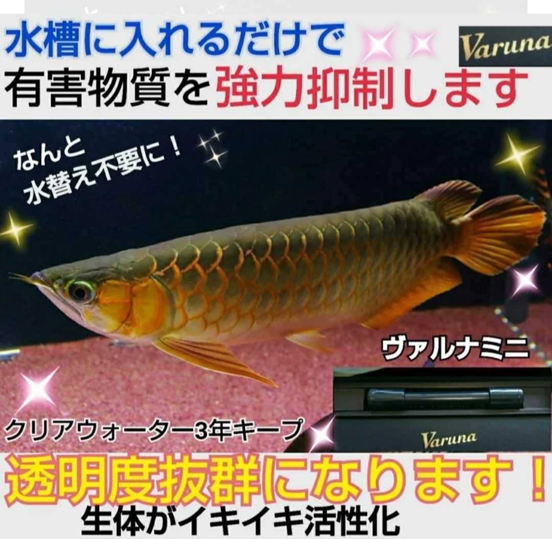 古代魚の飼育者も絶賛！水替え不要になる魔法の筒【ヴァルナミニ23cm】透明度抜群に！有害物質、病原菌も強力抑制☆特許400以上の開発者！_画像3