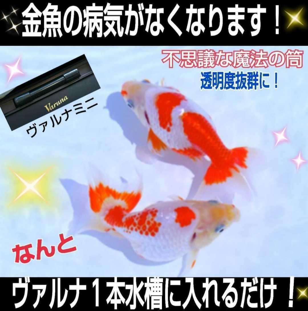 品質満点 水槽の水が綺麗になります【ヴァルナ8㎝】水替え不要で透明度を抜群に保ちます!有害物質や病原菌も強力抑制☆魚が元気に長生きします! カルキ抜き 品質満点 水槽の水が綺麗になります【ヴァルナ8㎝】水替え不要で透明度を抜群に保ちます!有害物質や病原菌も強力抑制☆魚が元気に長生きします! カルキ抜き