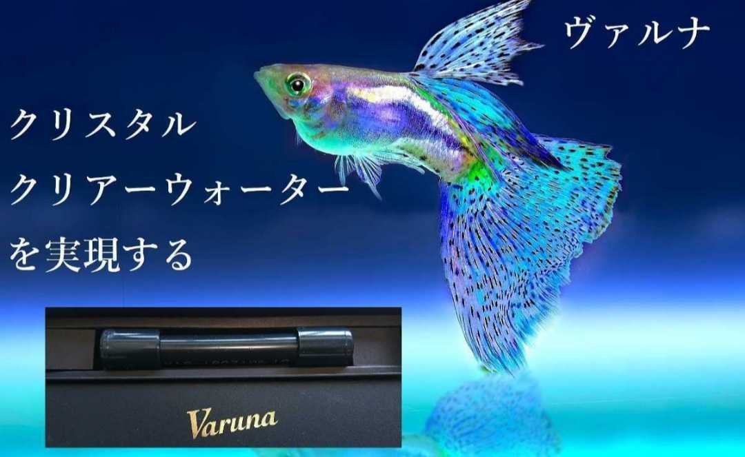 古代魚の飼育者も絶賛！水替え不要になる魔法の筒【ヴァルナミニ23cm】透明度抜群に！有害物質、病原菌も強力抑制☆特許400以上の開発者！_画像7