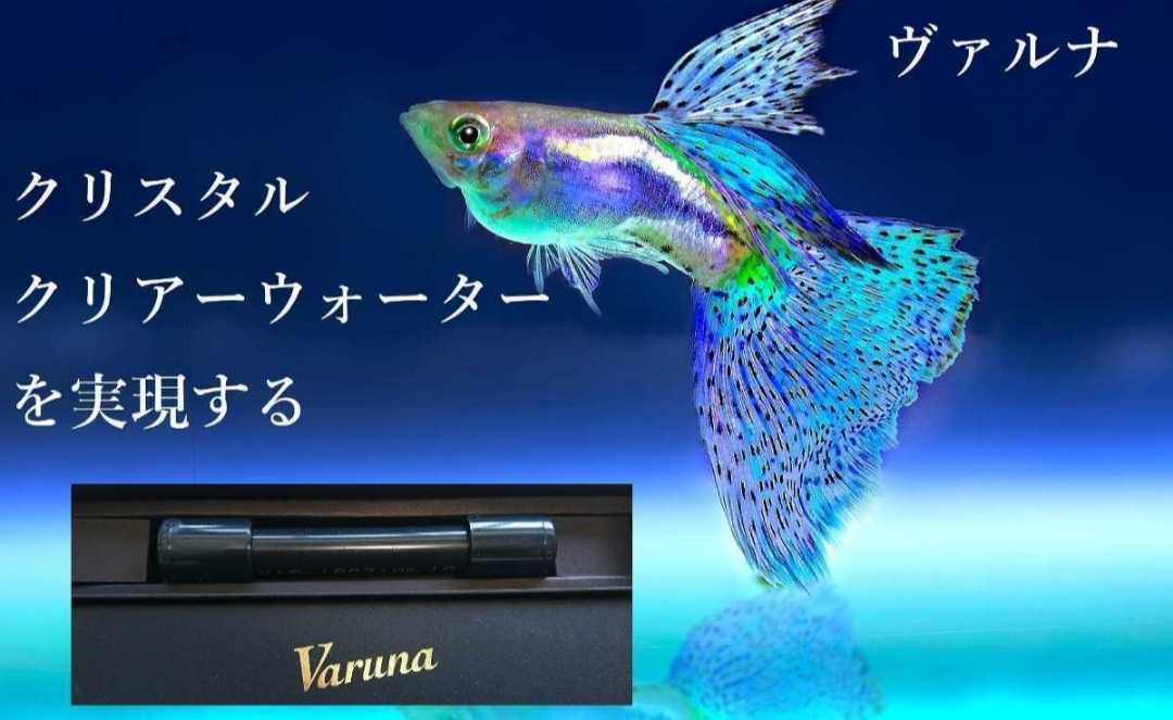  aquarium. water . beautiful becomes [ Val na8.] water change un- necessary . transparency . eminent . guarantee ..! have . material . pathogen .. powerful suppression! fish . origin .. length raw . does!