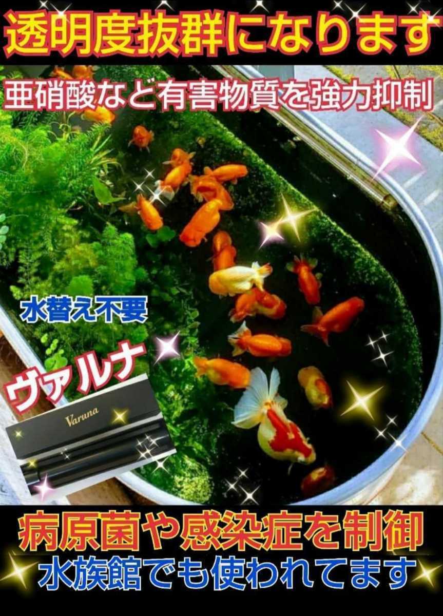 らんちゅうの飼育者絶賛！水槽の水が綺麗になります【ヴァルナ8㎝】水替え不要で透明度を抜群に保ちます☆有害物質や病原菌も強力抑制！_画像6