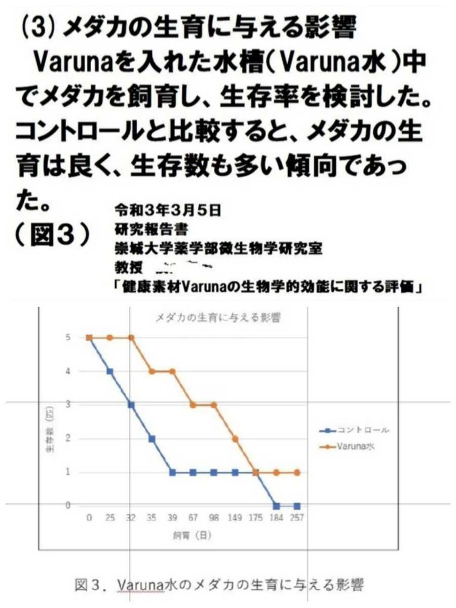 水槽の水が綺麗になります【ヴァルナ8㎝】水替え不要で透明度を抜群に保ちます！有害物質や病原菌も強力抑制！魚が元気に長生きします！_ヴァルナの大学の研究結果です