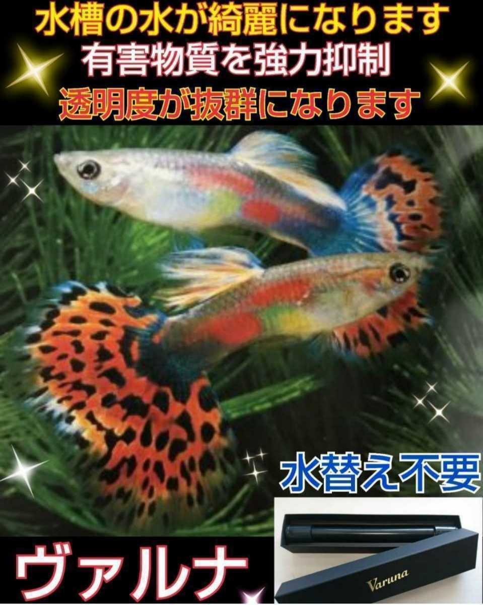 古代魚の飼育者も絶賛！水替え不要になる魔法の筒【ヴァルナミニ23cm】透明度抜群に！有害物質、病原菌も強力抑制！特許400以上の開発者！_画像9