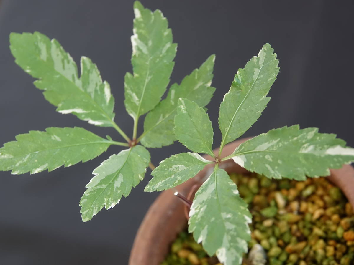 山野草・斑入り植物・斑入りトチバニンジン 山野草・斑入り植物・斑入りトチバニンジン