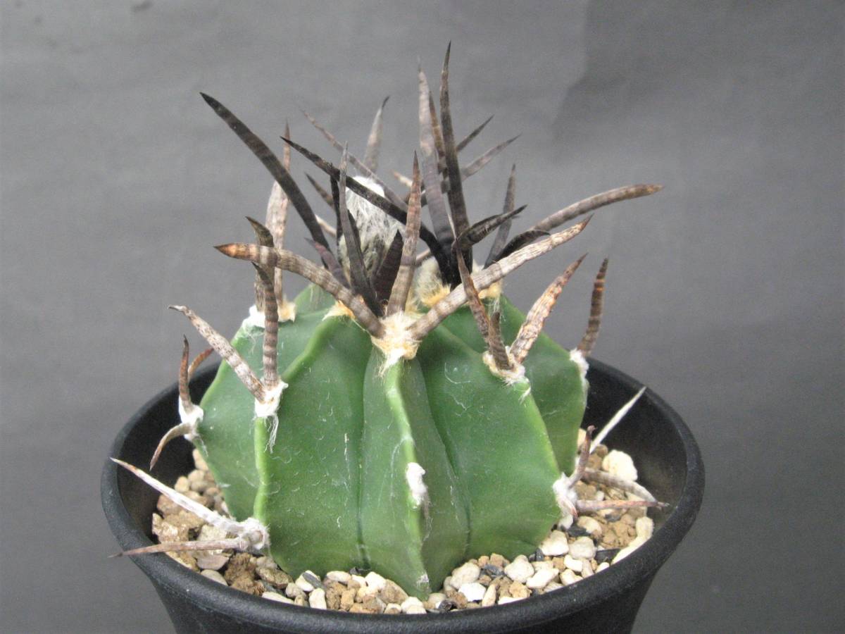 サボテン◇黒水牛大鳳玉◇ 観葉植物 サボテン◇黒水牛大鳳玉◇ 観葉植物