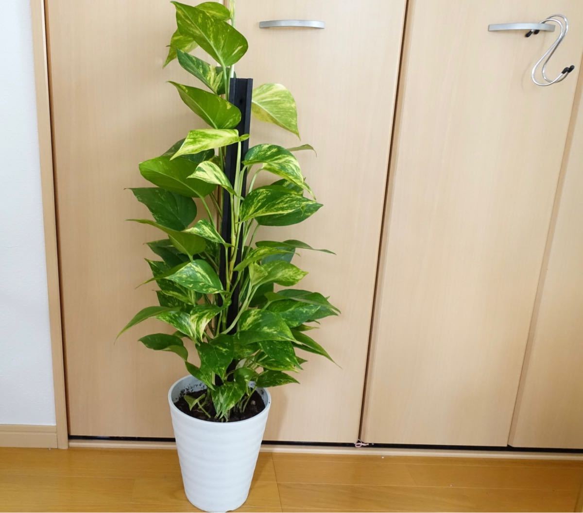 Yahoo!オークション - ポトス タワー 観葉植物 ヘゴ 室内 Yahoo!オークション - ポトス タワー 観葉植物 ヘゴ 室内