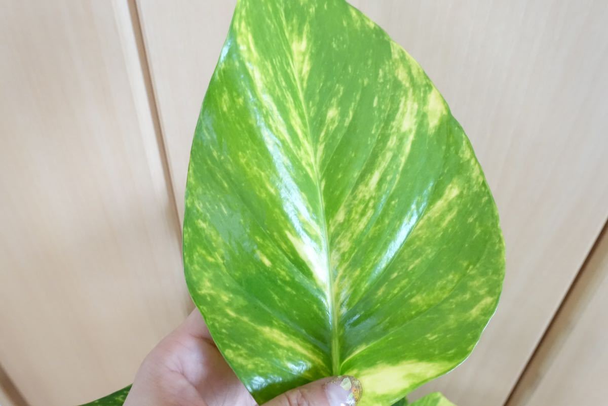 ポトス タワー 観葉植物 ヘゴ 室内 おしゃれ 注目ブランドのギフト ポトス タワー 観葉植物 ヘゴ 室内 おしゃれ 注目ブランドのギフト