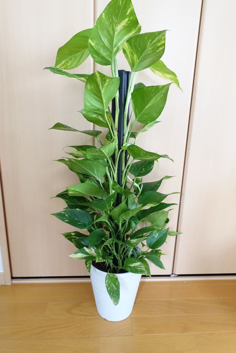 新品 ポトス タワー 観葉植物 ヘゴ 室内 おしゃれ Aerohelps Com Br 新品 ポトス タワー 観葉植物 ヘゴ 室内 おしゃれ Aerohelps Com Br