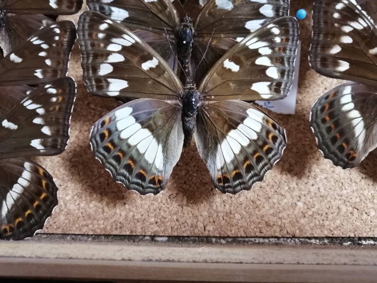  oo ichimonji бабочка Hokkaido производство самец × самка комплект 