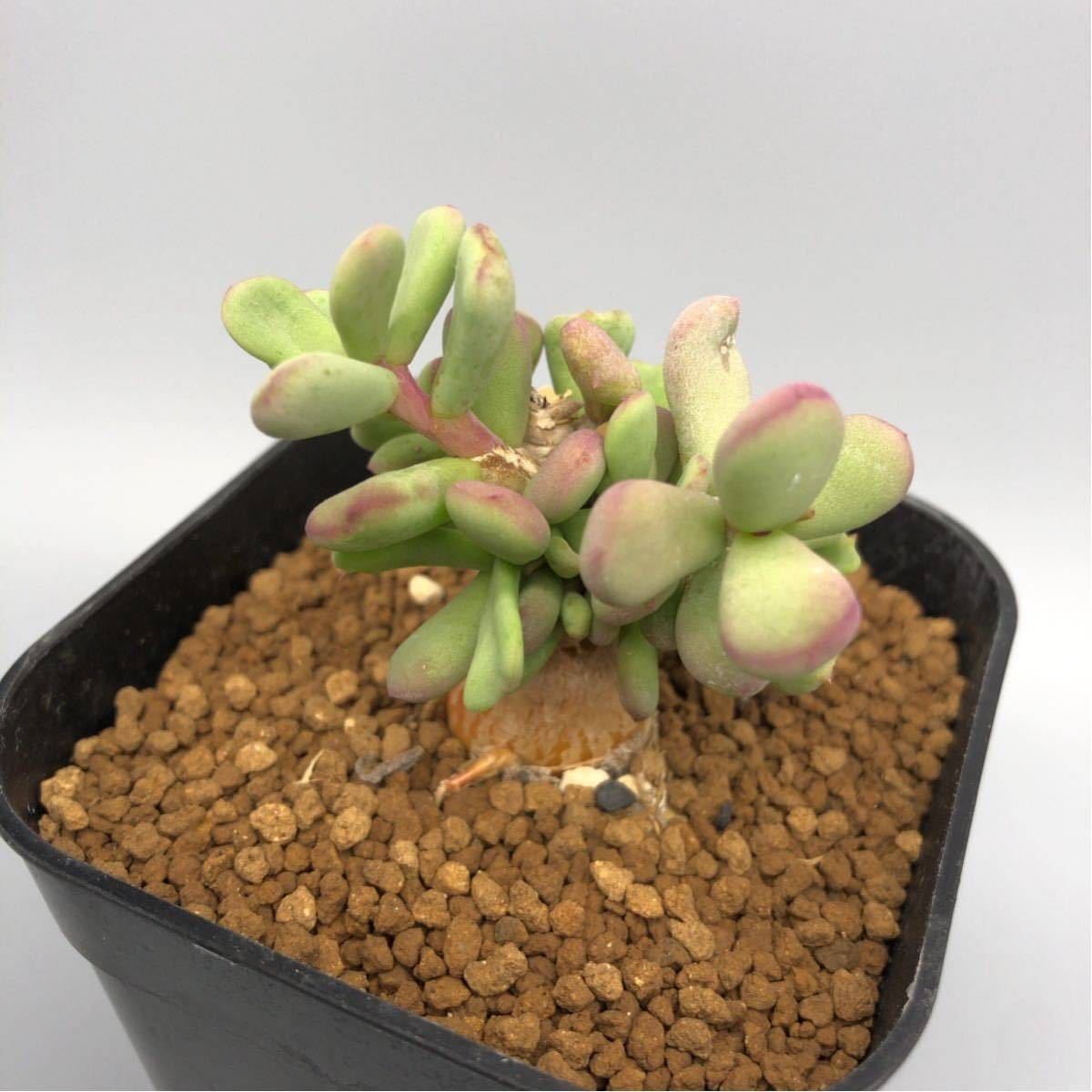 ケラリア ピグマエア 実生 Ceraria pygmaea 塊根植物 コーデック ケラリア ピグマエア 実生 Ceraria pygmaea 塊根植物 コーデック