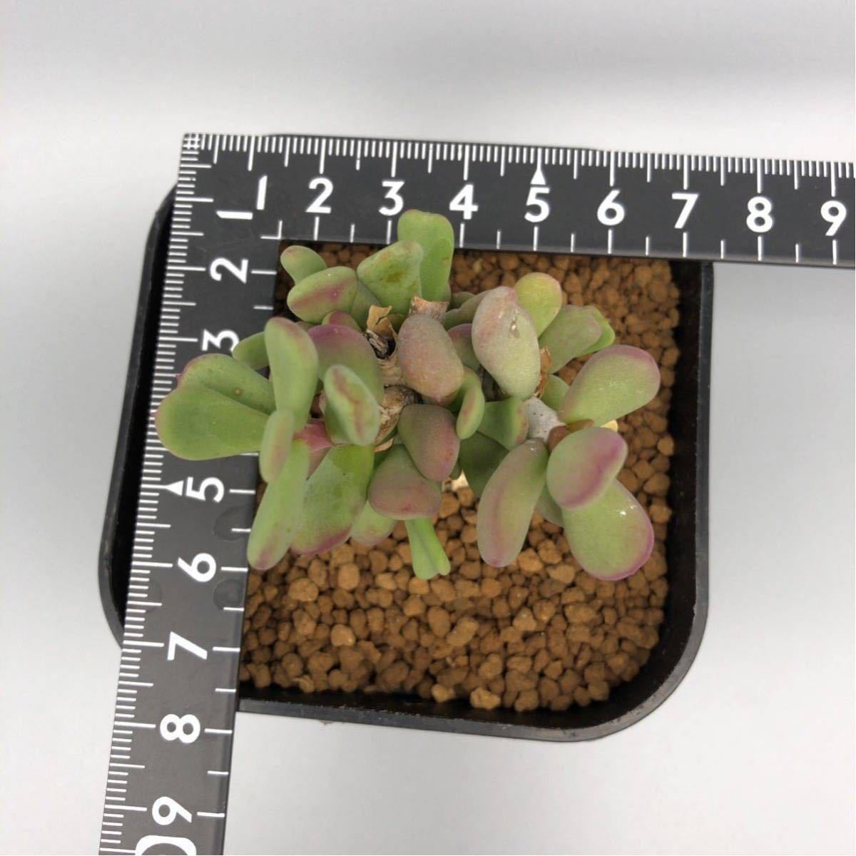 ケラリア ピグマエア 実生 Ceraria pygmaea 塊根植物 コーデック ケラリア ピグマエア 実生 Ceraria pygmaea 塊根植物 コーデック