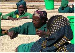 【１０㎏】コーヒー生豆 エチオピア グジ ブク ブレスドバレー ウォッシュ プレミアム 送料無料_画像2