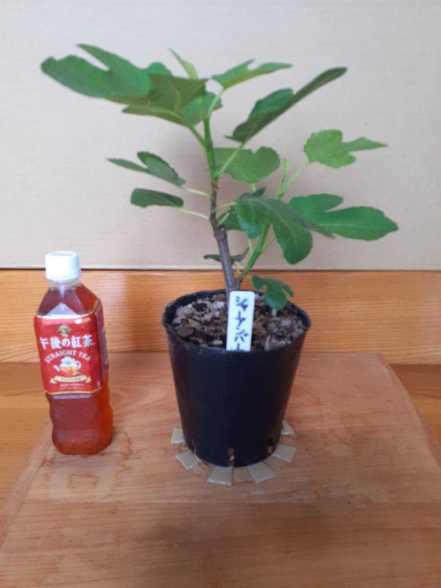 購入 制限 イチジク苗シャーアンバー5 植物/観葉植物