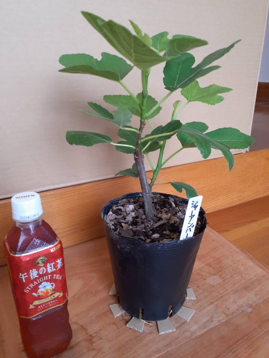購入 制限 イチジク苗シャーアンバー5 植物/観葉植物
