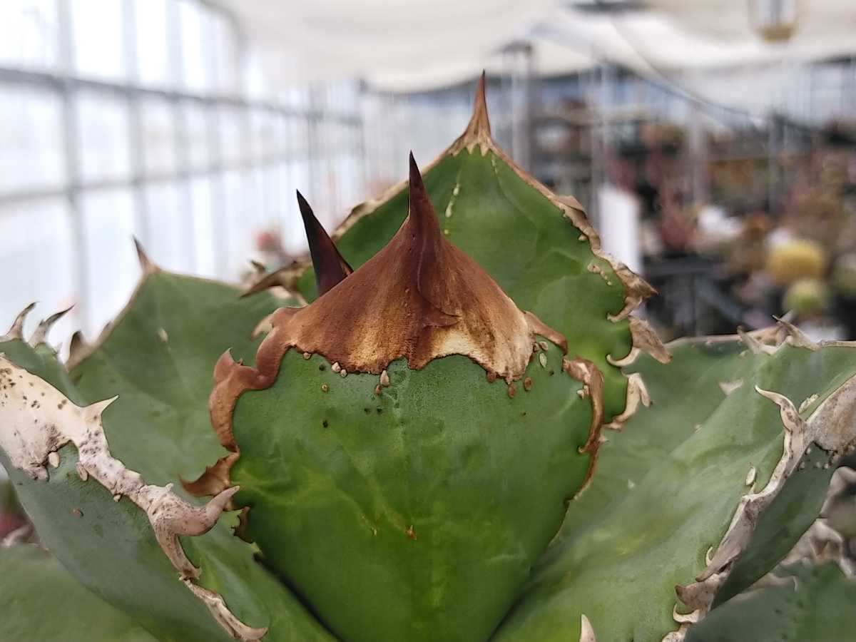 Yahoo!オークション - ロック Rock キズあり 多肉植物 アガベ 発 Yahoo!オークション - ロック Rock キズあり 多肉植物 アガベ 発