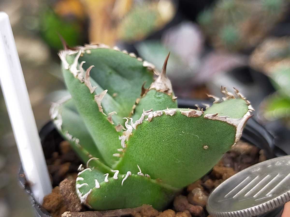 Yahoo!オークション - ロック Rock キズあり 多肉植物 アガベ 発 Yahoo!オークション - ロック Rock キズあり 多肉植物 アガベ 発
