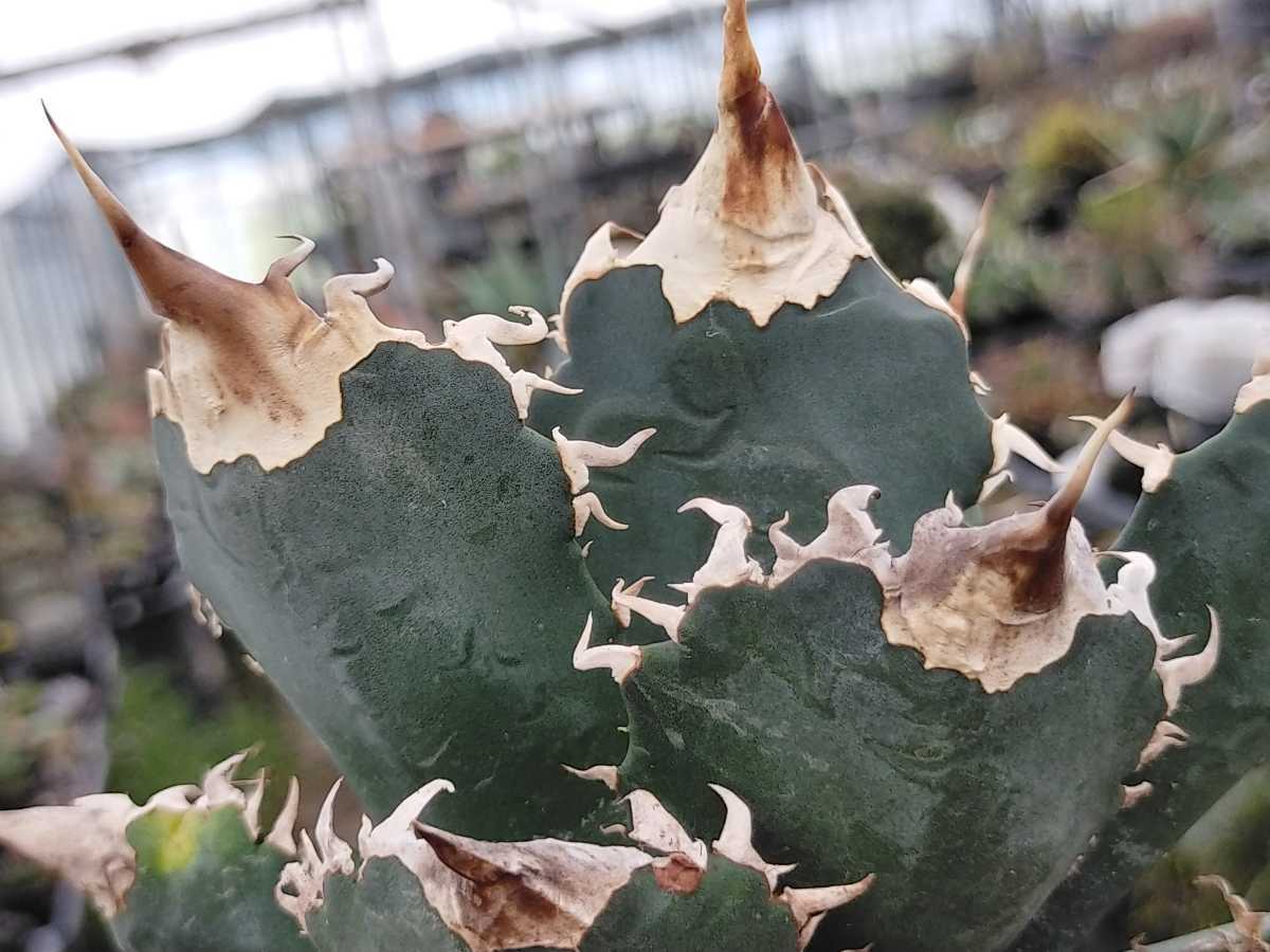 Yahoo!オークション - レジェンド LEGEND キズあり 多肉植物 Yahoo!オークション - レジェンド LEGEND キズあり 多肉植物