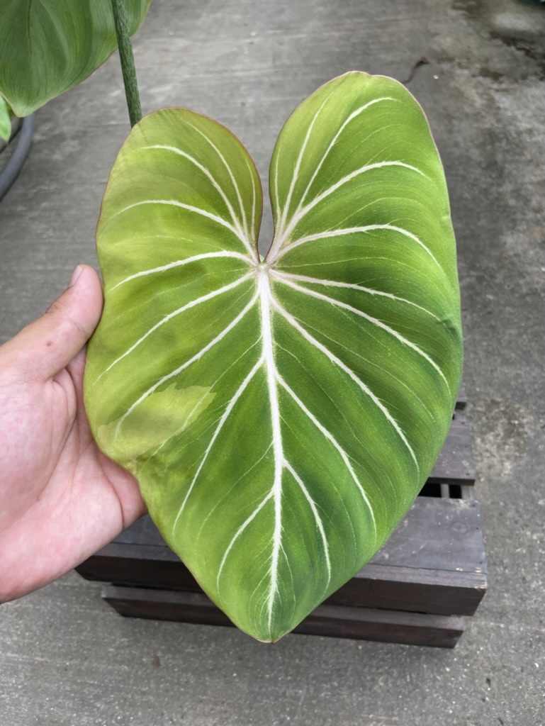 フィロデンドロン・グロリオサム・斑入 ☆ Philodendron フィロデンドロン・グロリオサム・斑入 ☆ Philodendron